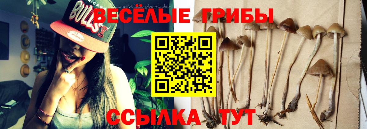 Псилоцибиновые грибы Psilocybine cubensis Нижнеудинск